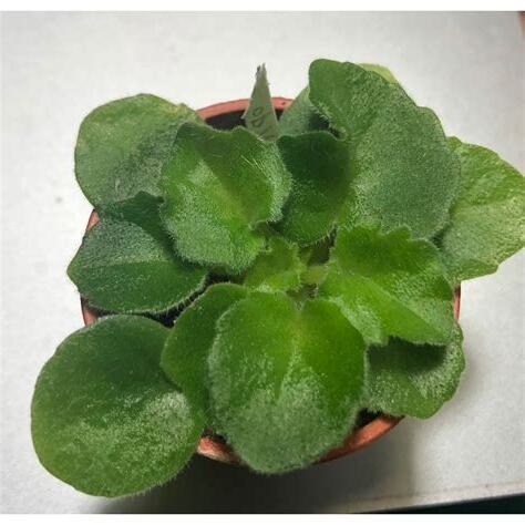 非洲菫 葉子下垂